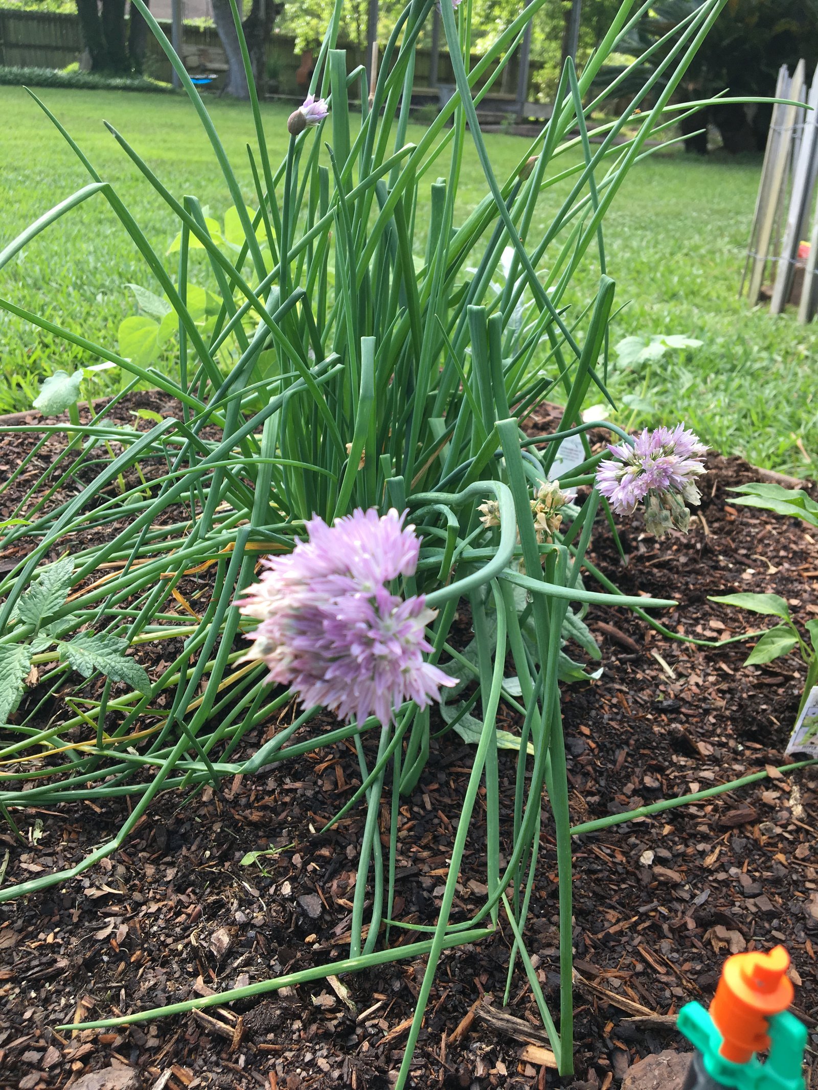 growing an edible landscape