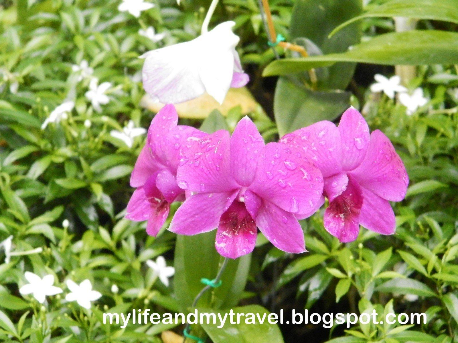 my life and my travel: los baños flower and garden show - oct. 5