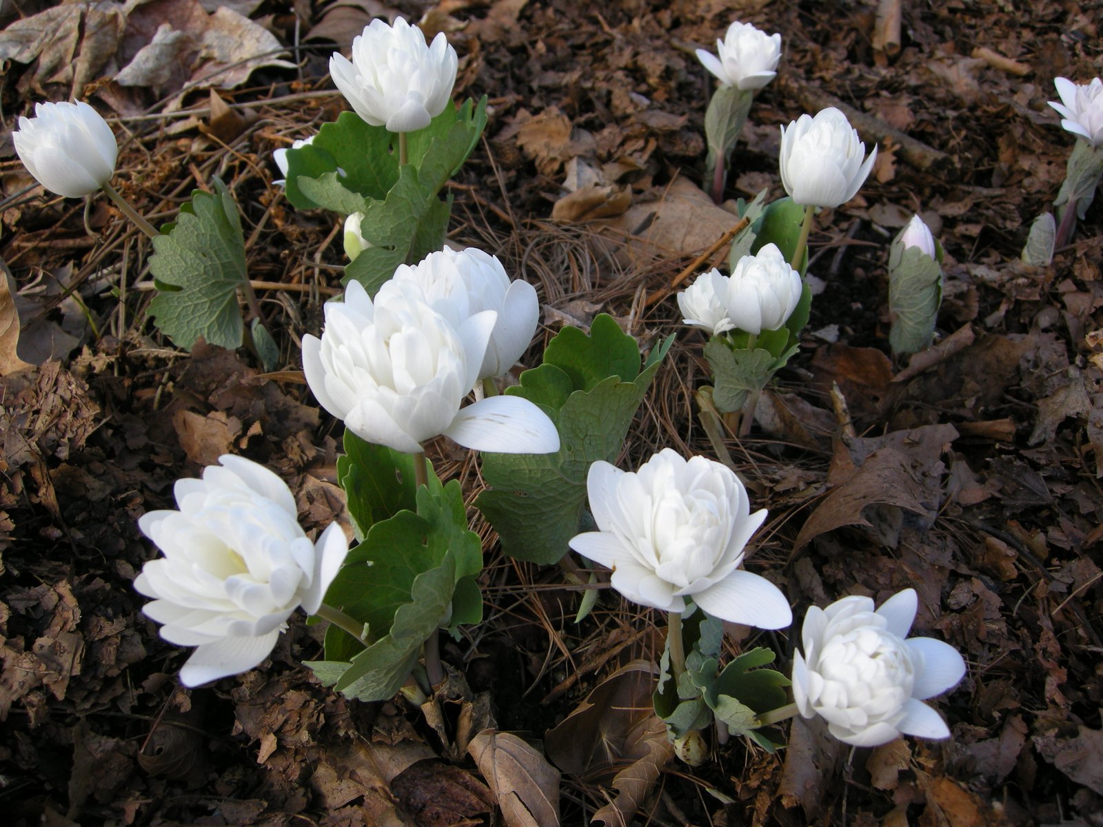 new native shade perennials for 2011 | carolyn's shade gardens