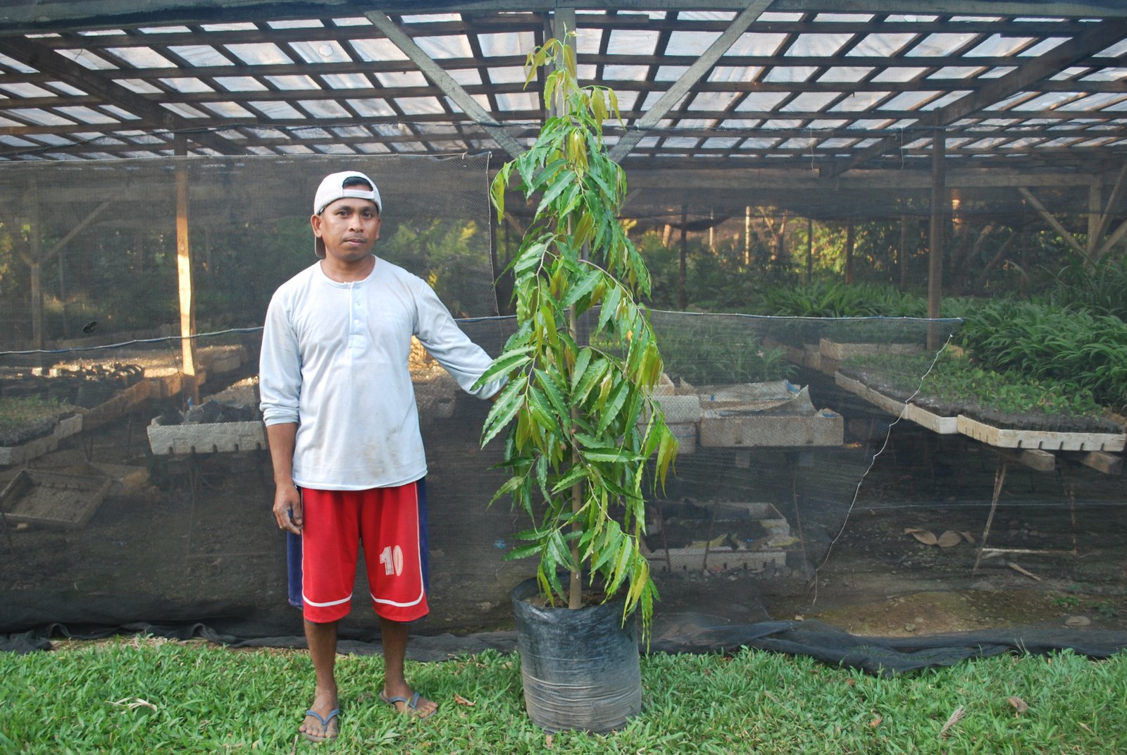 indian tree 2 | cainta plant nursery