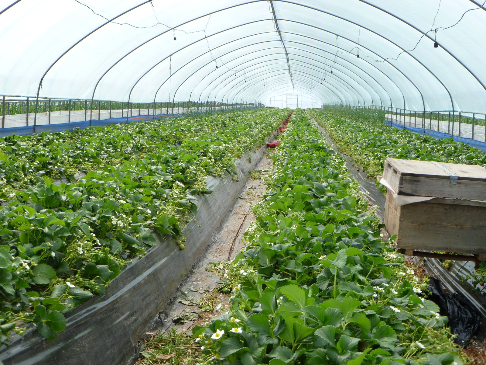 strawberry land – tanya's travels