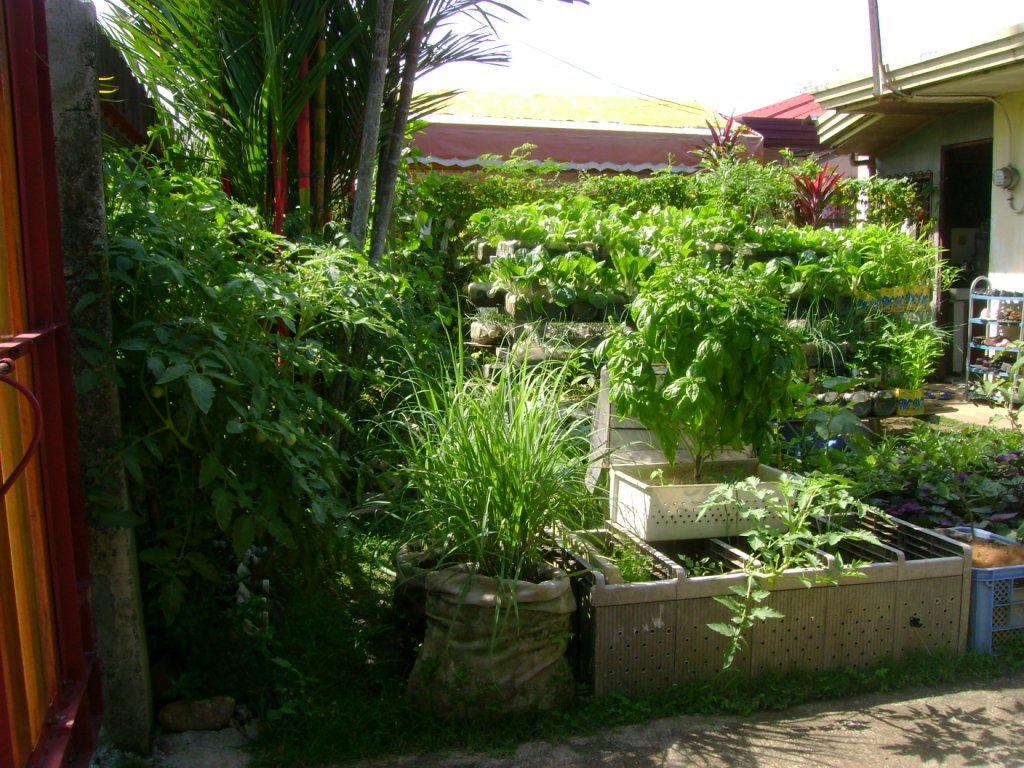 small yard container gardening: to be multiplied for all the hungry