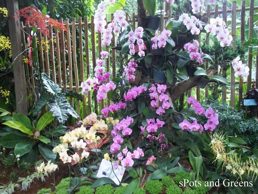 los banos flower and garden show march-april 2012 | spots and greens