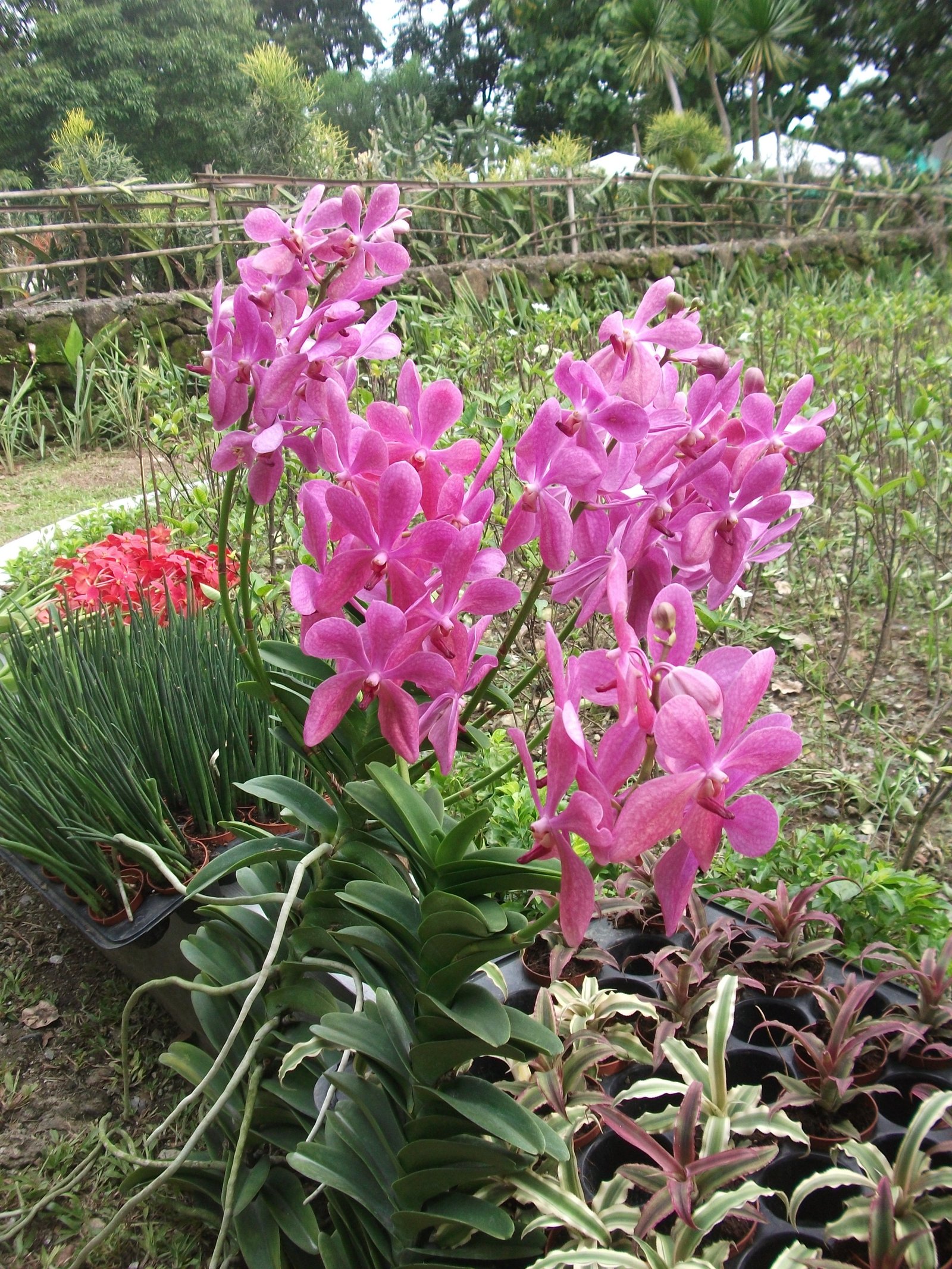 philippine orchid society's 67th orchid and garden show sneak