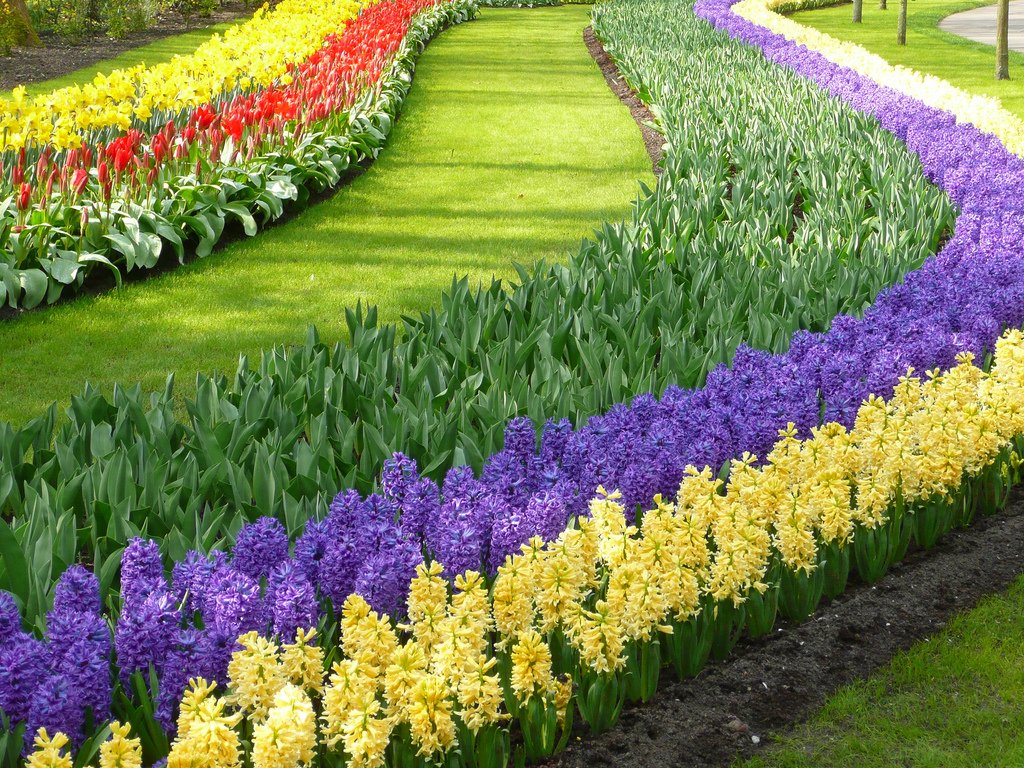 photos | the world's largest flower garden | garden variety