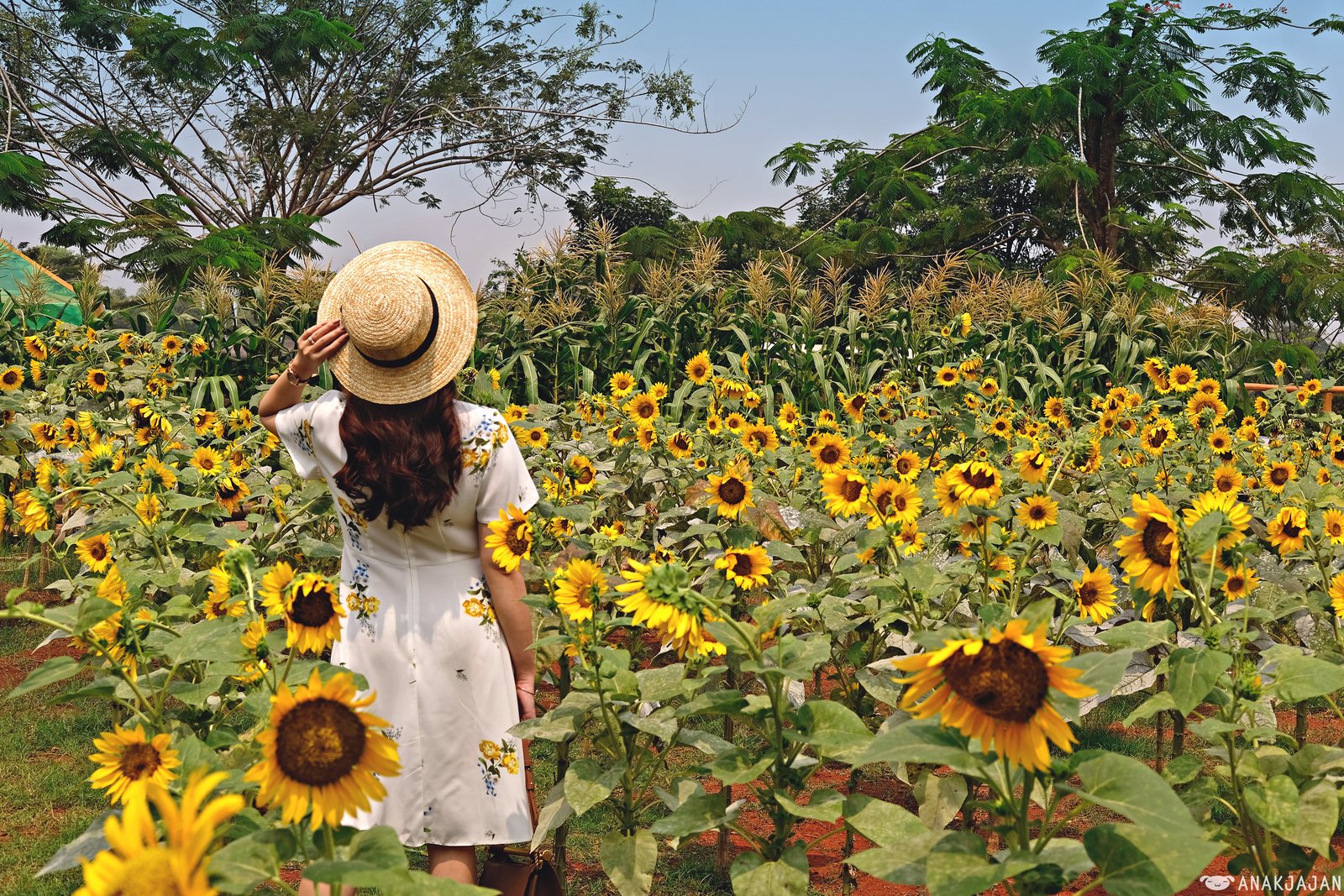 sunflower field – arumdalu farm, ssq park | anakjajan