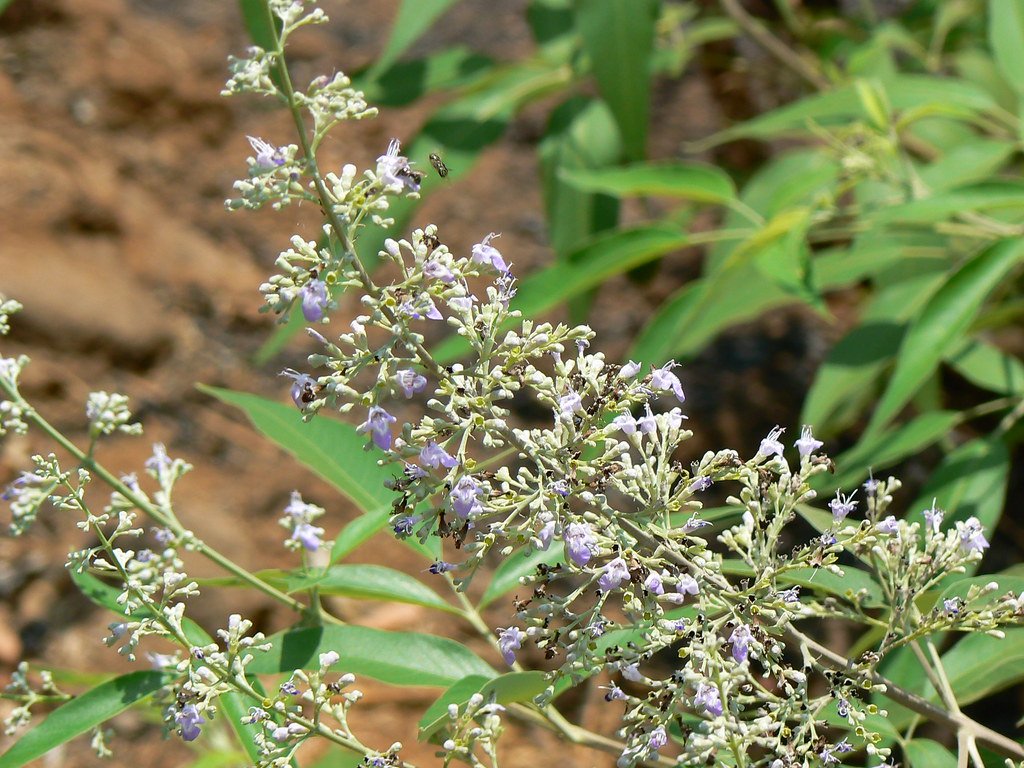vavili (telugu: వావిలి) | lamiaceae (mint family) » vitex ne