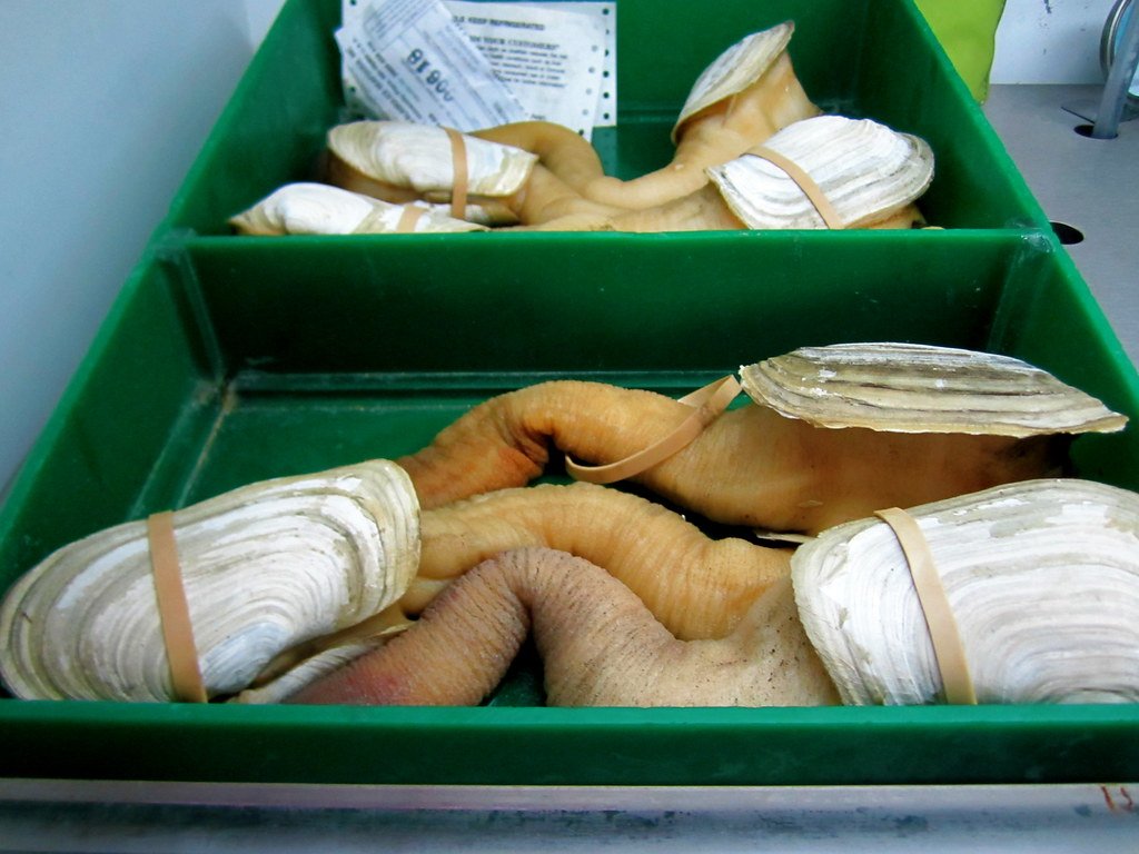 live geoduck clam" at oriental garden, chinatown - nyc | flickr