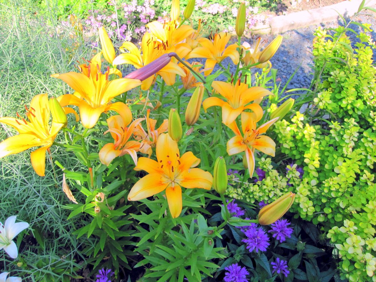 7 garden design ideas from the "better homes and gardens" test