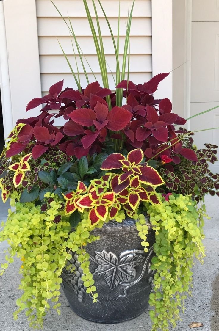 my coleus creation for this summer | container gardening flowers