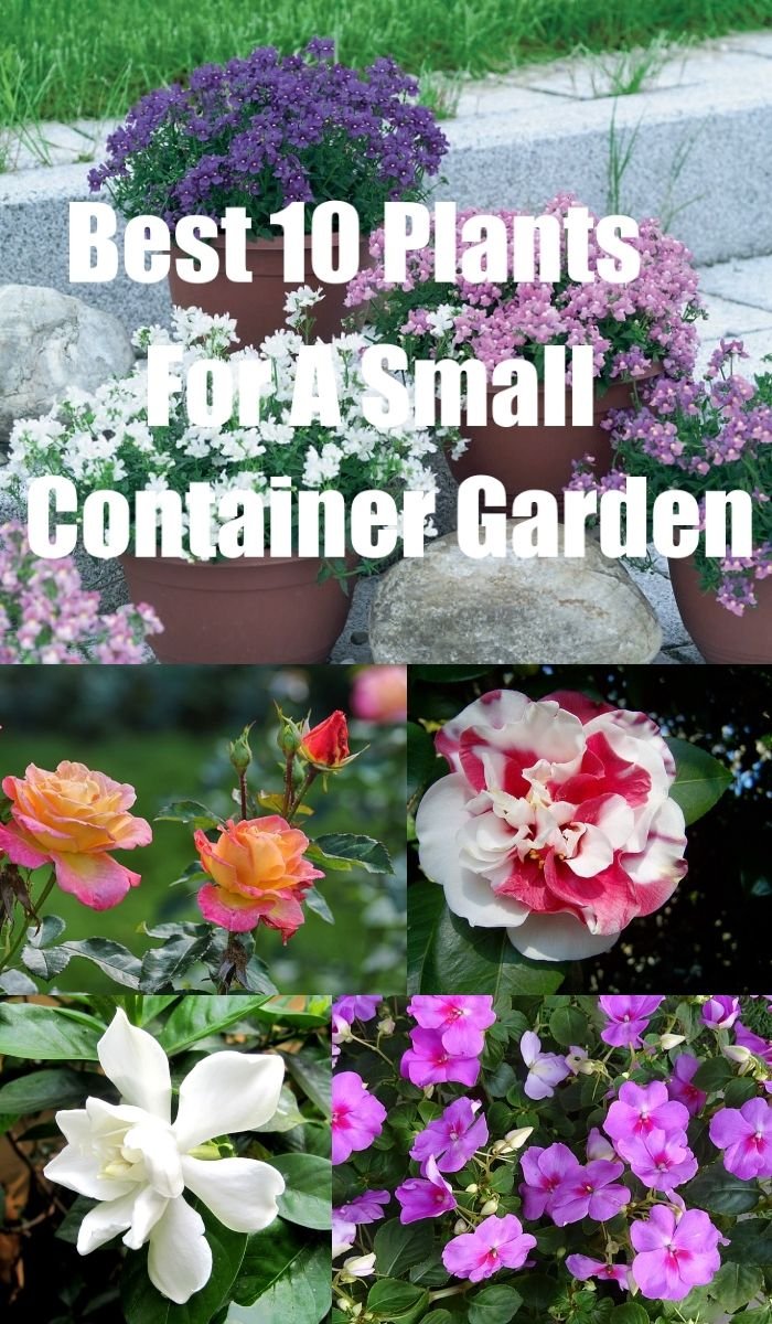 best 10 plants for a small container garden | gardening | large
