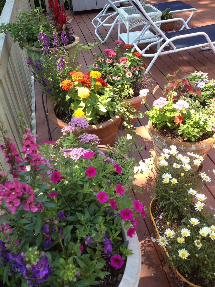 51 best full sun containers images on pinterest | landscaping, pot