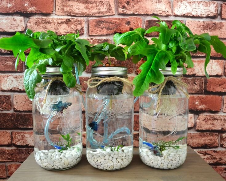 3 Mason Jar Aquaponics Kit Build Your Own Hydroponics Herb ...