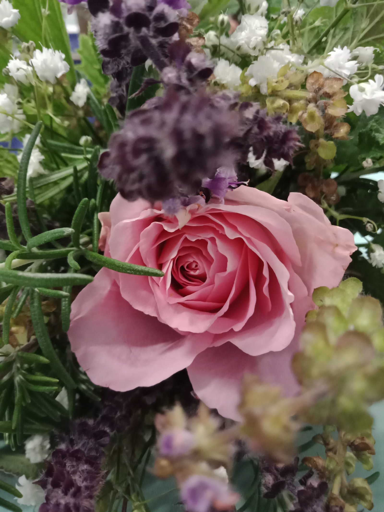 medieval herb show, brisbane, australia. — steemit