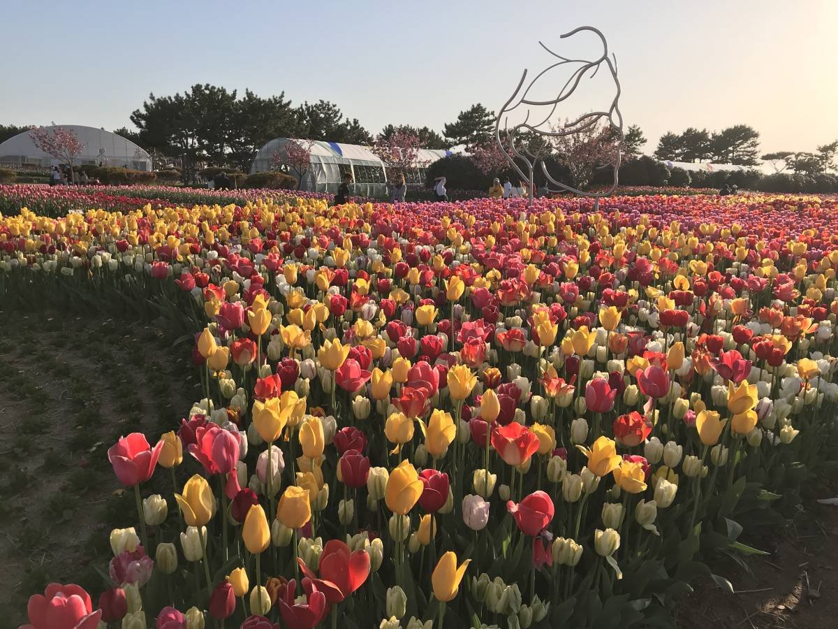 spring special: taean tulip festival 2019 shuttle bus package (+strawberry  farm/light festival) (apr 14~may 12)