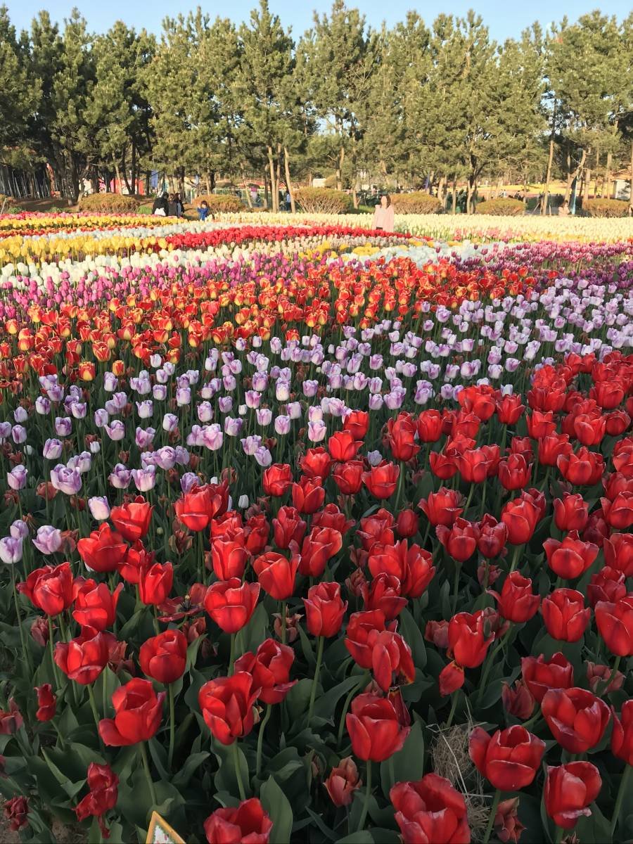 spring special: taean tulip festival 2019 shuttle bus package (+strawberry  farm/light festival) (apr 14~may 12)