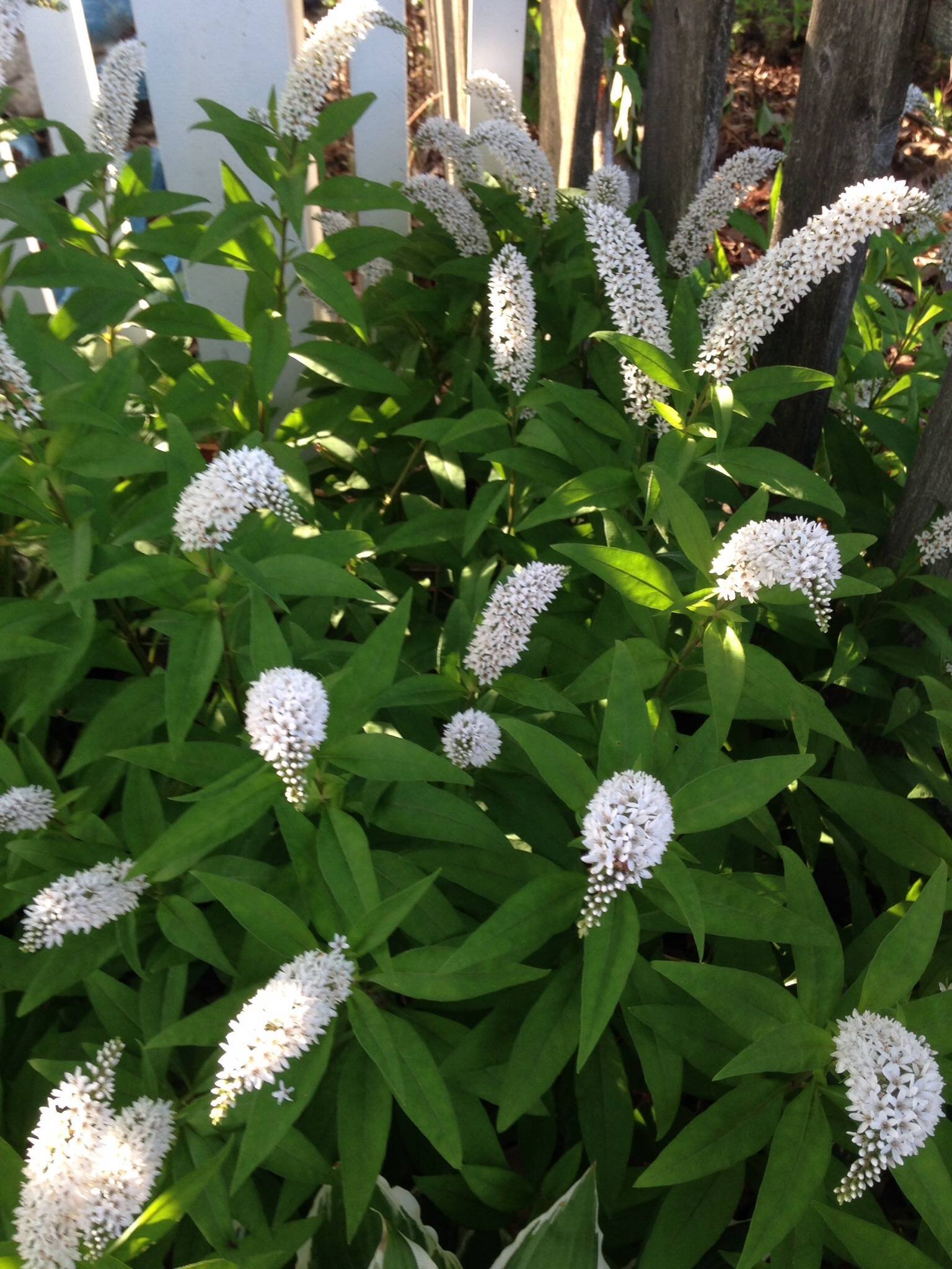 identification - what is this 2' high plant with curved spikes of