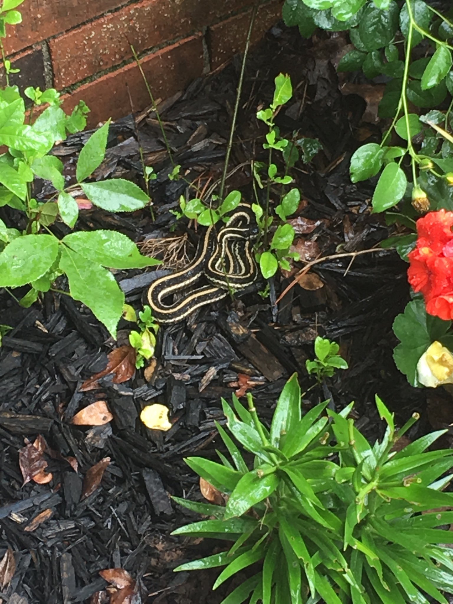 hey imgur. can anyone tell me what kind of snake this is? - album on