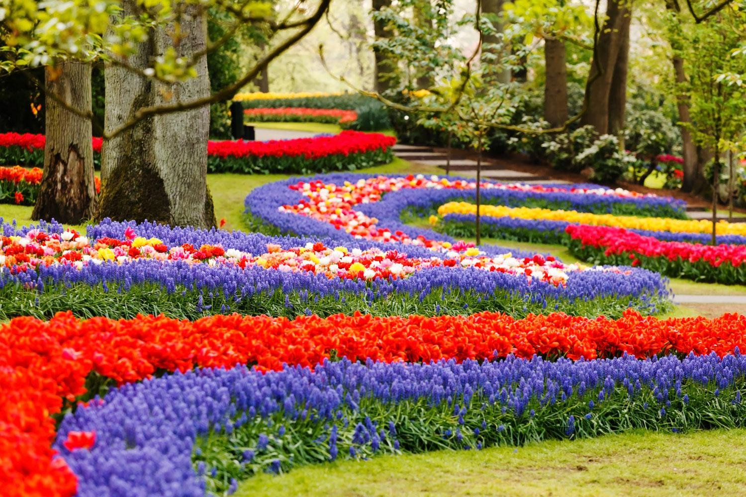 tulips in holland bike & boat | macs adventure