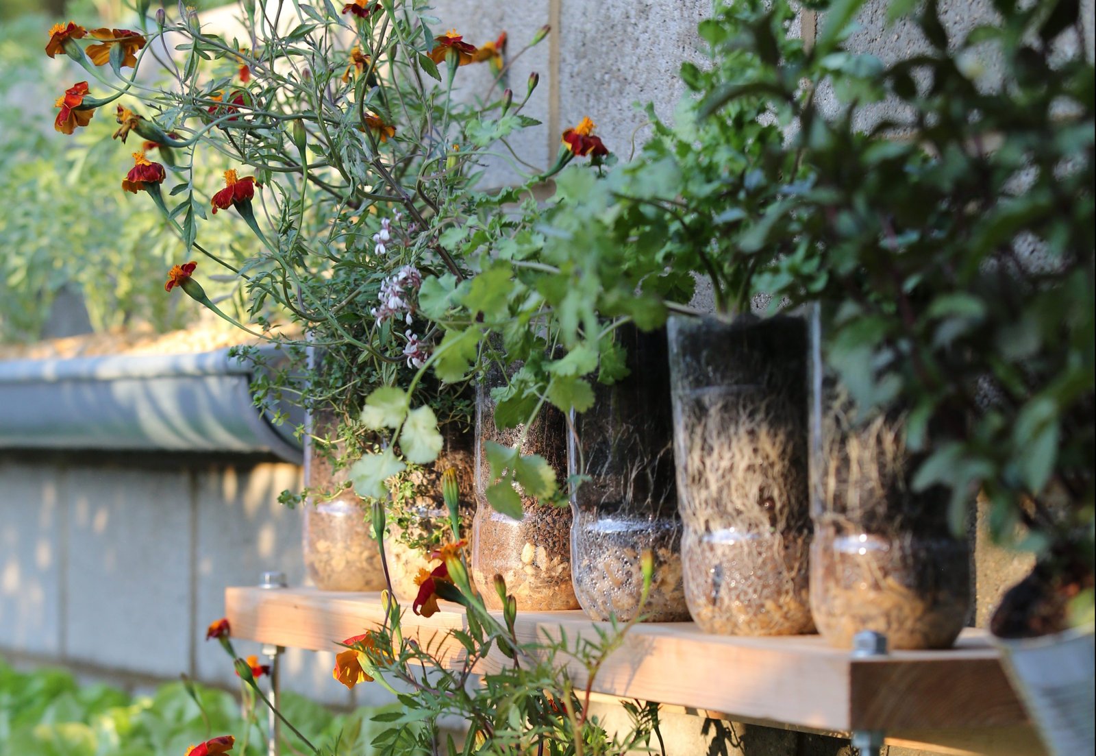 the chelsea flower show is helping refugees with seeds