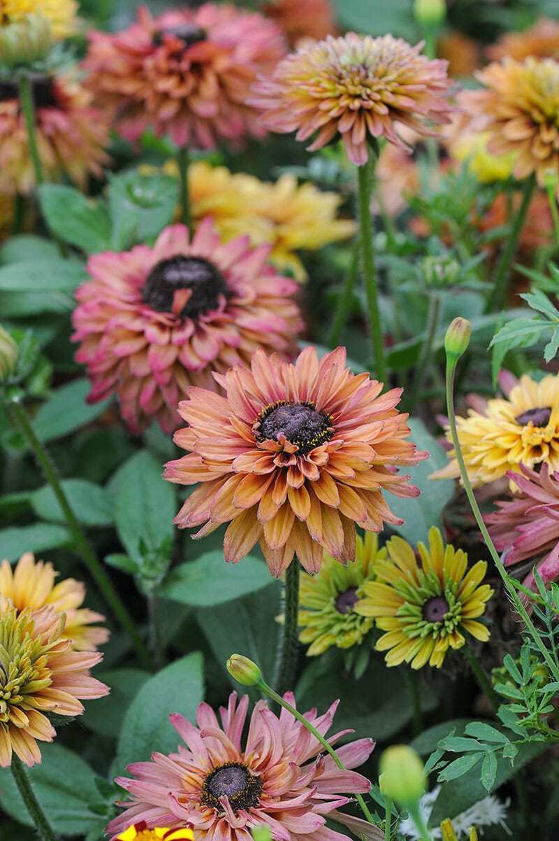 plant a cutting garden, with jenny elliott of tiny hearts farm - a