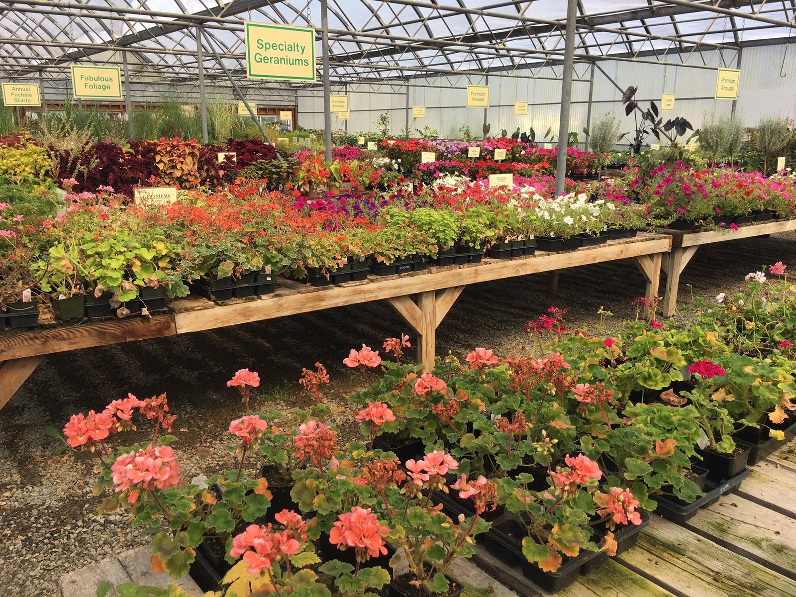 edgewood nursery & garden | trees | edgewood, wa