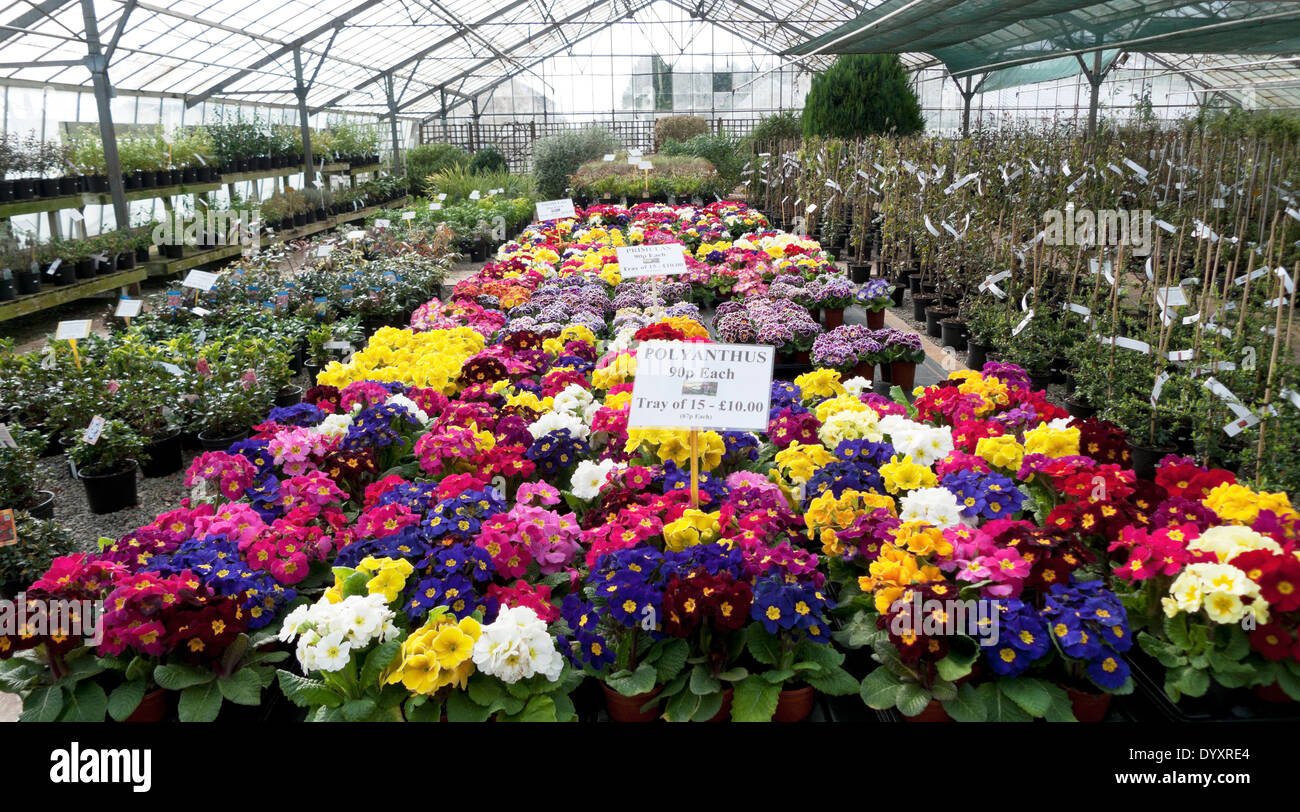 spring flower display of various colourful polyanthus for sale in a