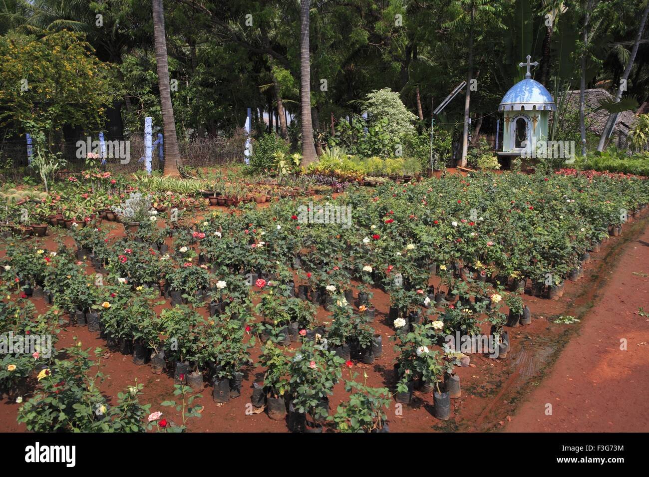 plant nursery ; kodaikanal ; tamil nadu ; india stock photo