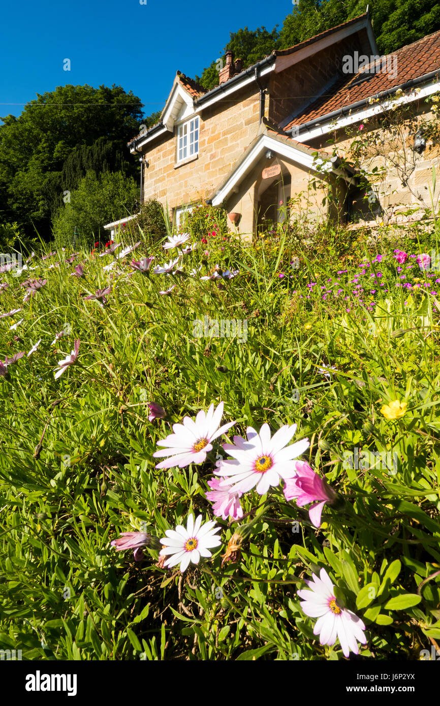 spring - summer garden, bousdale, house, guisborough, north