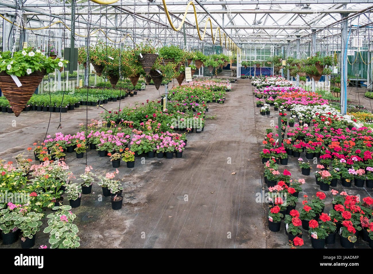 plants for sale in a garden centre and plant nursery stock photo