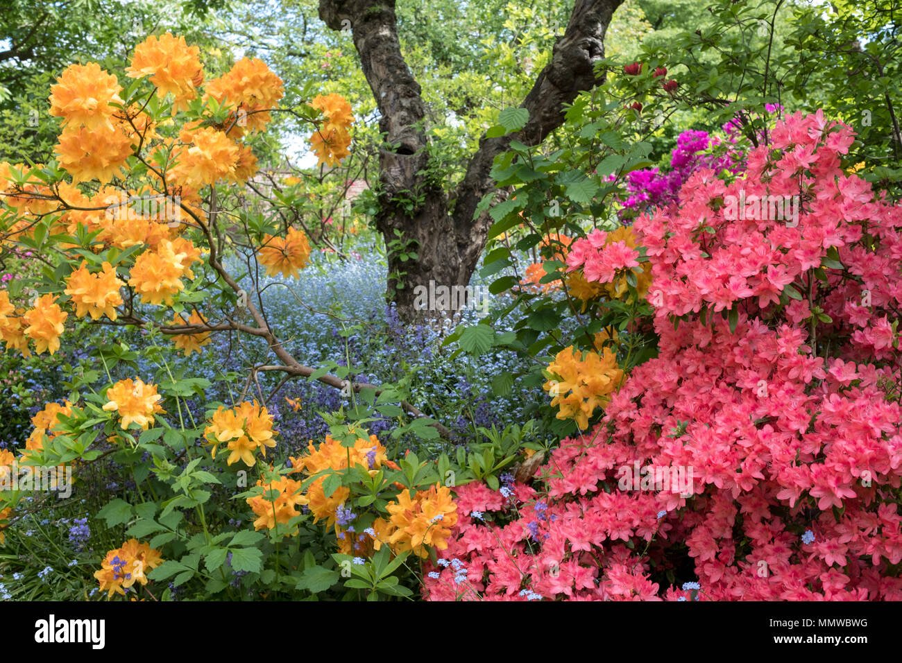 brightly coloured japanese azaleas in flower outside the walled