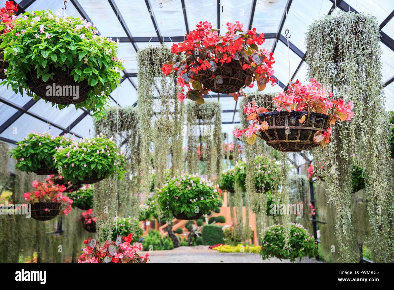 varieties of blooming colorful plants and flowers in hanging flower