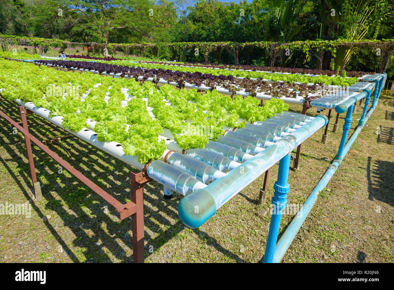 Vegetables growing with Hydroponic Gardening System ...