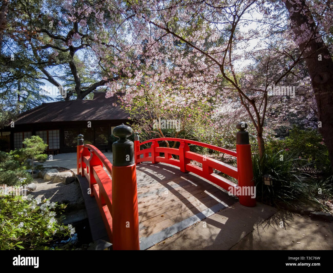 beautiful cherry blossom at japanese garden of descanso garden, los
