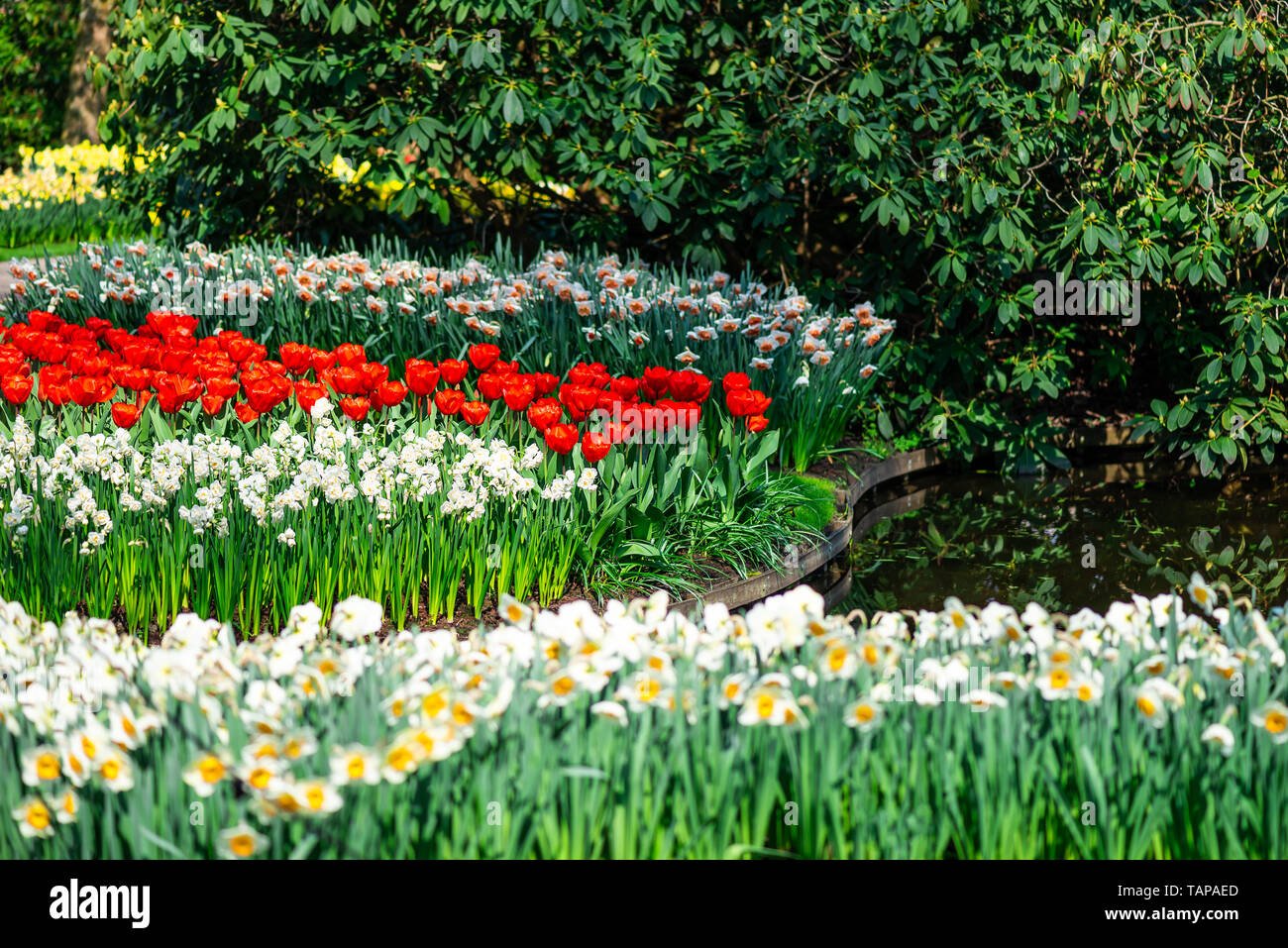 one of the world's largest flower gardens in lisse, the netherlands