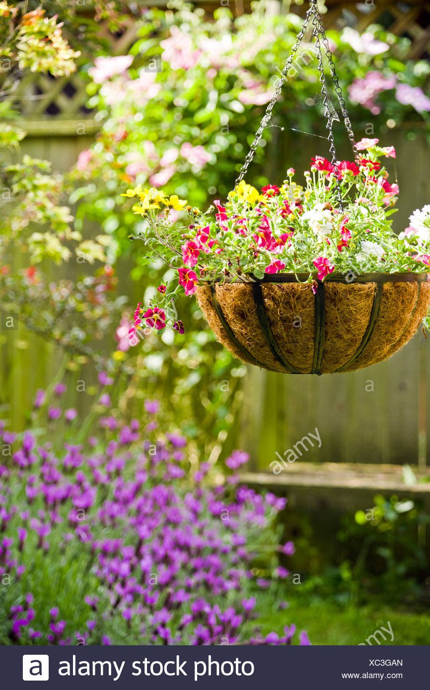 hanging flower basket in garden stock photo: 282820461 - alamy