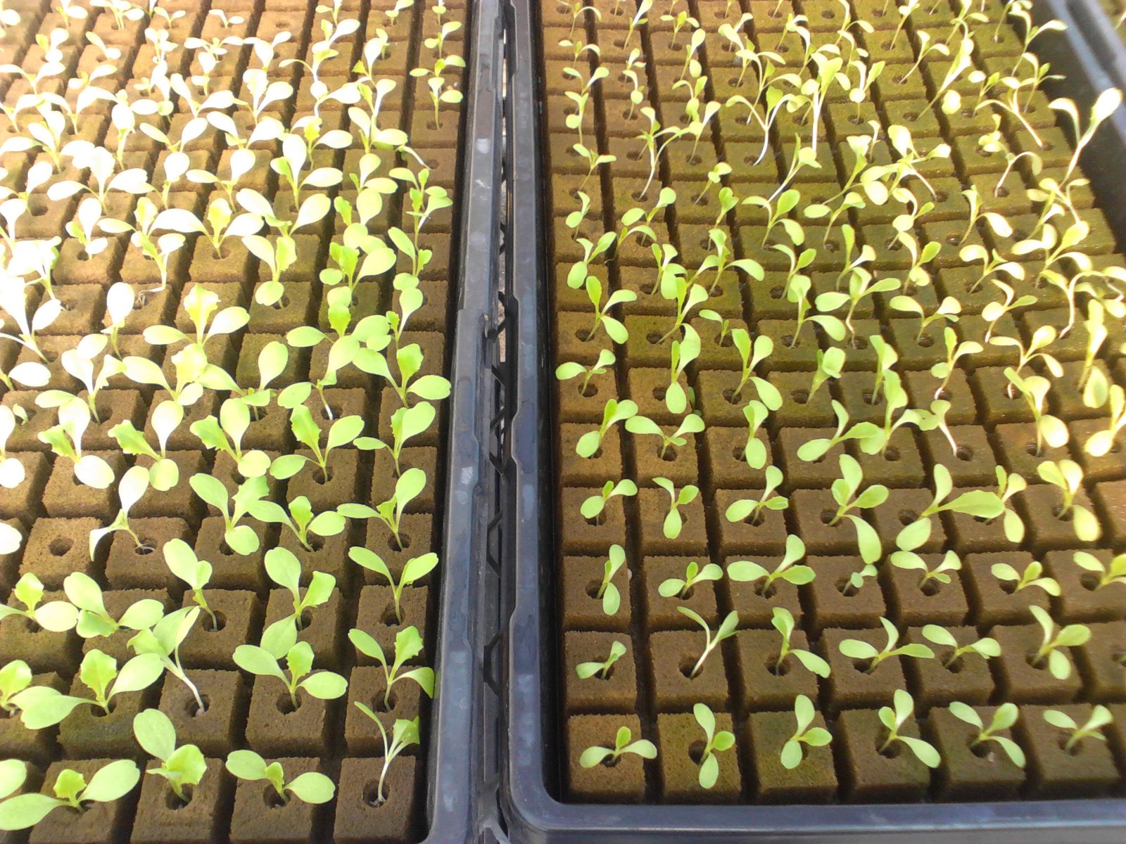 Farmer Mike Lettuce Infomation Page