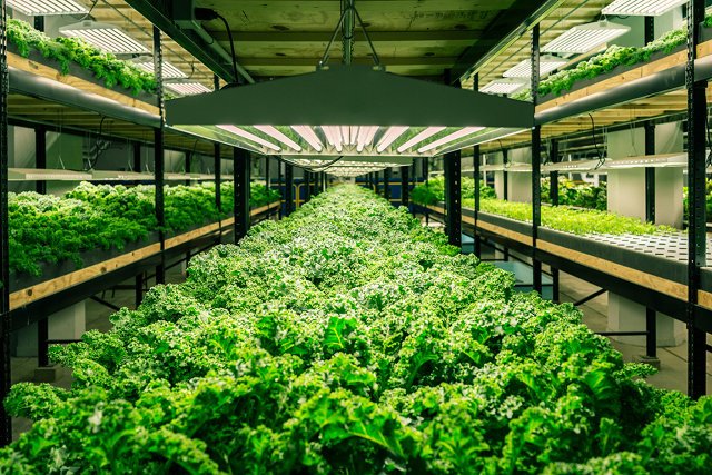 Hydroponics: Closed-Loop Indoor Food Production