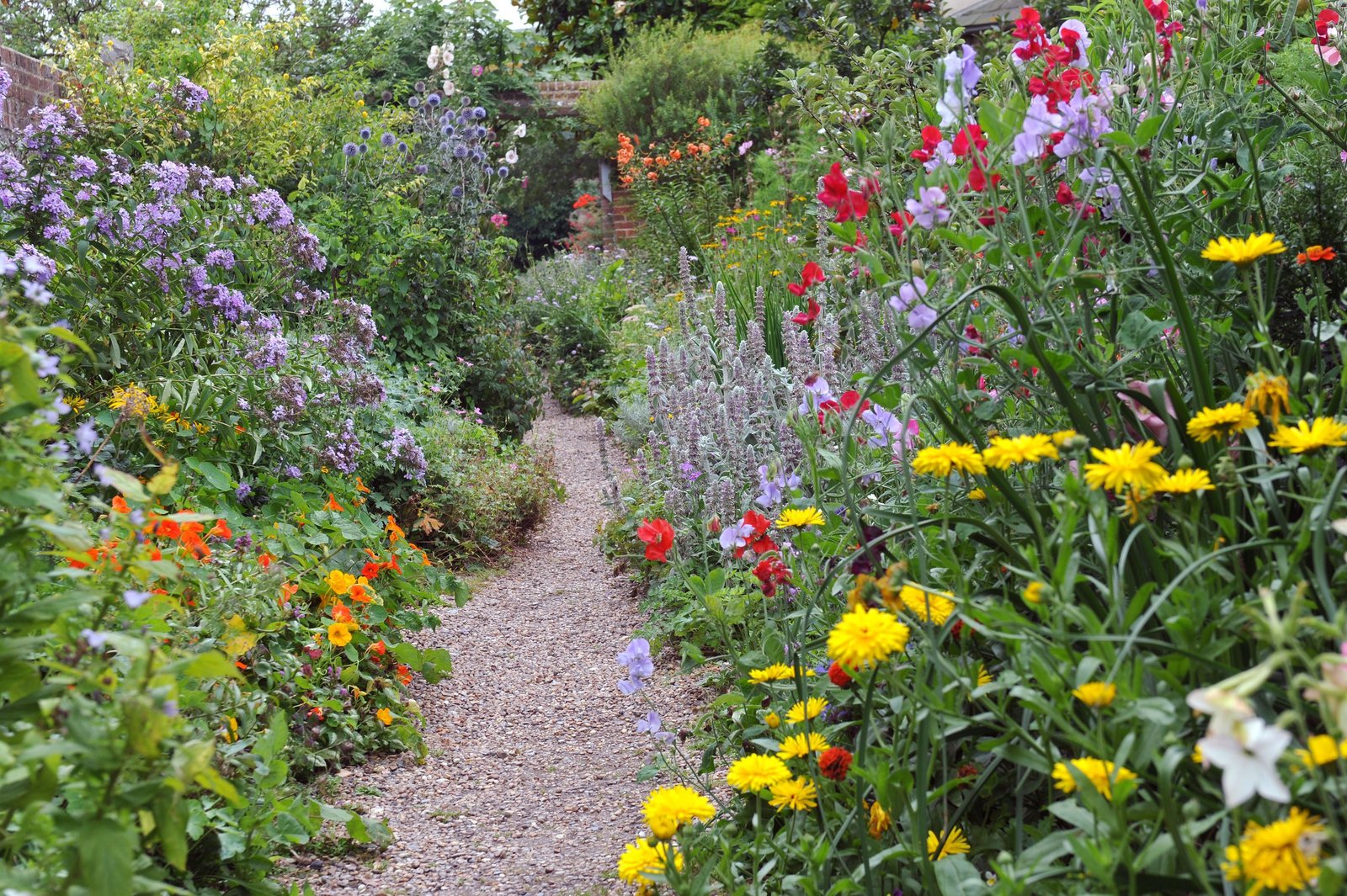 20 best full sun perennials - plants & flowers for sunny gardens
