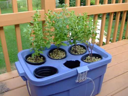Start a Hydroponic Garden: Tips for Beginners