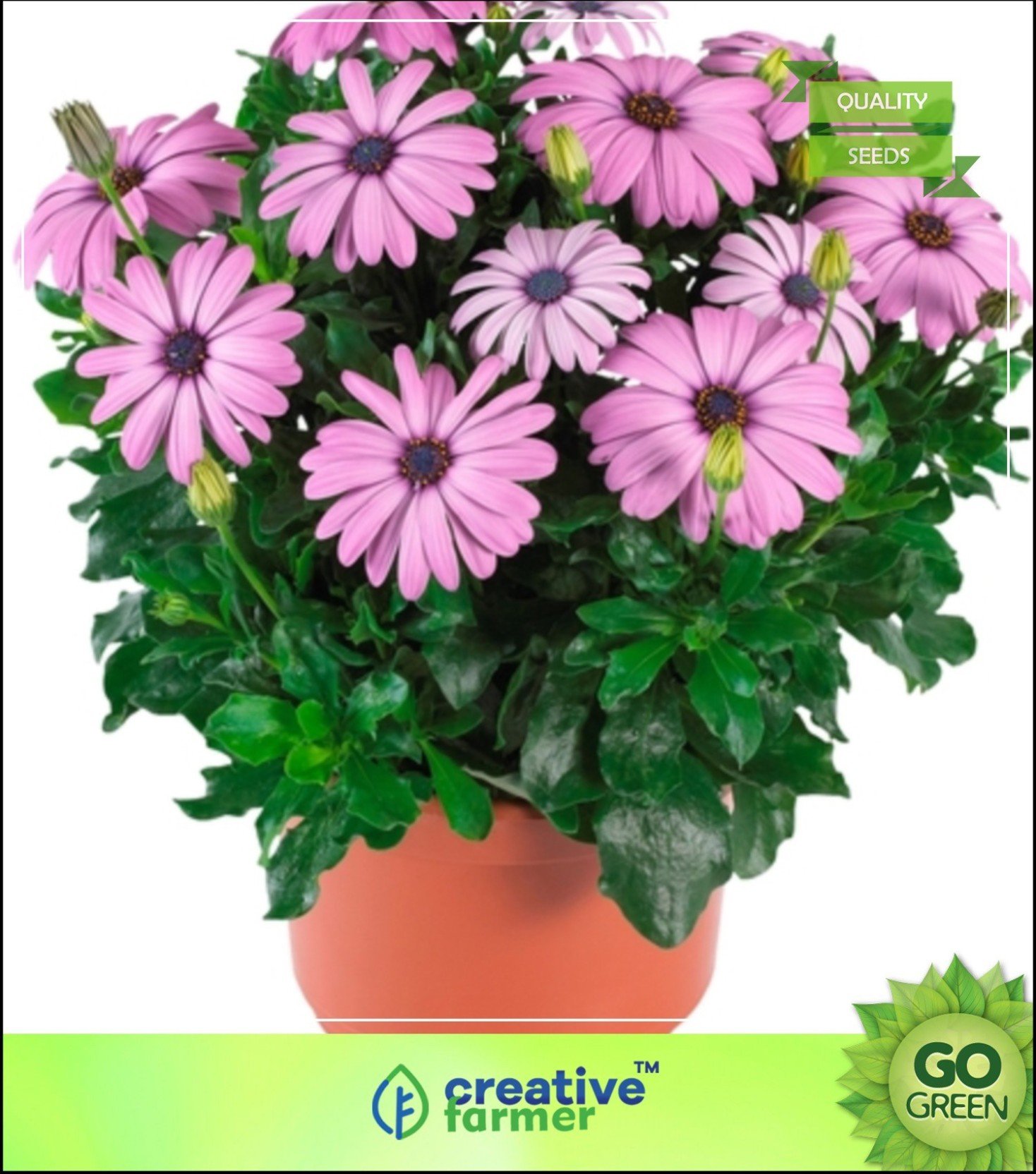 creative farmer daisybushes garden seeds of flowers seed price in