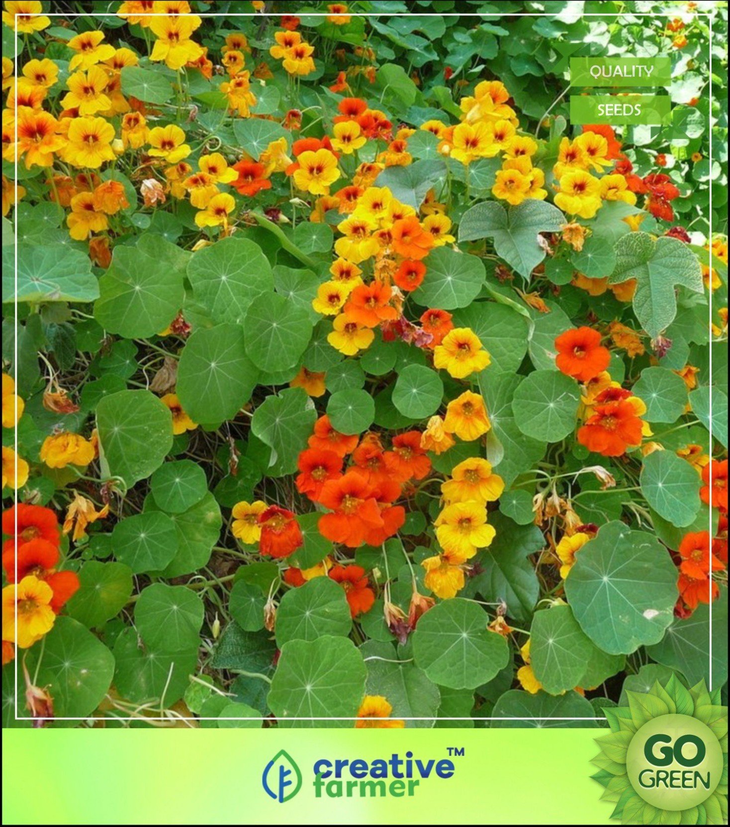 creative farmer nasturtium officinale garden seeds seed price in