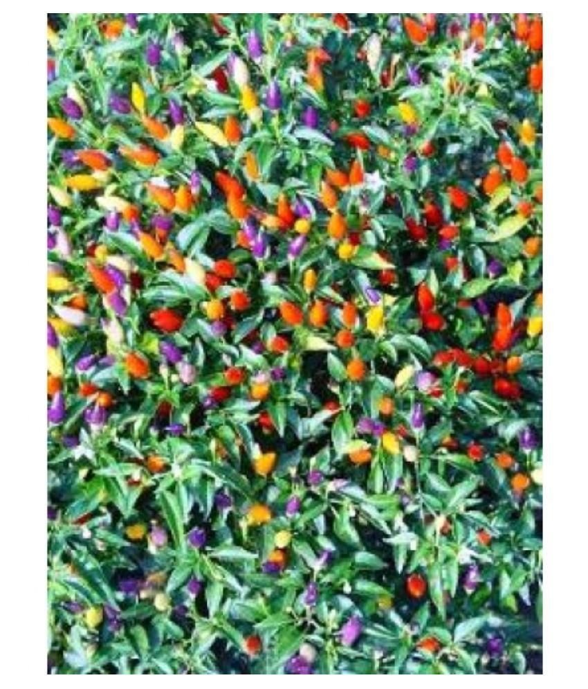 syed garden flower seed flower seeds