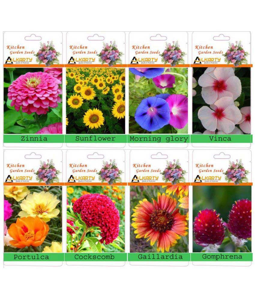 alkarty flower seeds: buy alkarty flower seeds online at low price