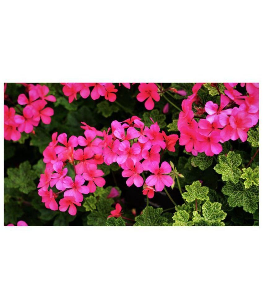 flower seeds : mixed verbena flower plants, home, garden & eco pack garden  seeds by amazonite enterprises