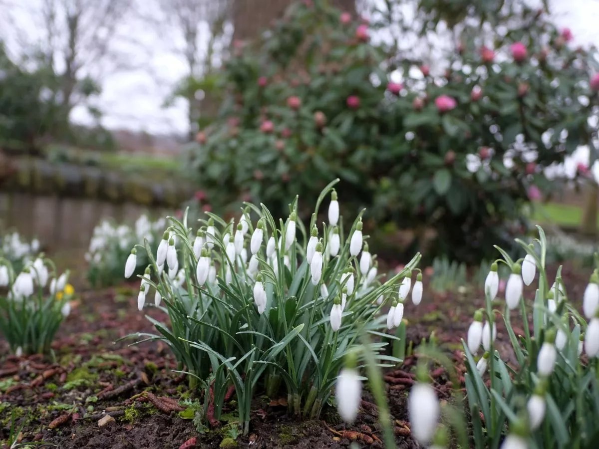 take a look around one of teesside's most stunning gardens at