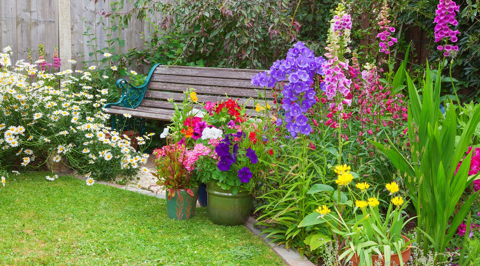 bedding plants buying guide | ideas & advice | diy at b&q