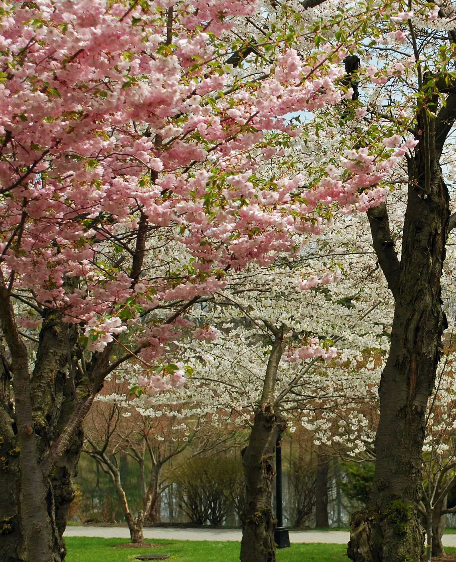 japanese cherry blossom festivals