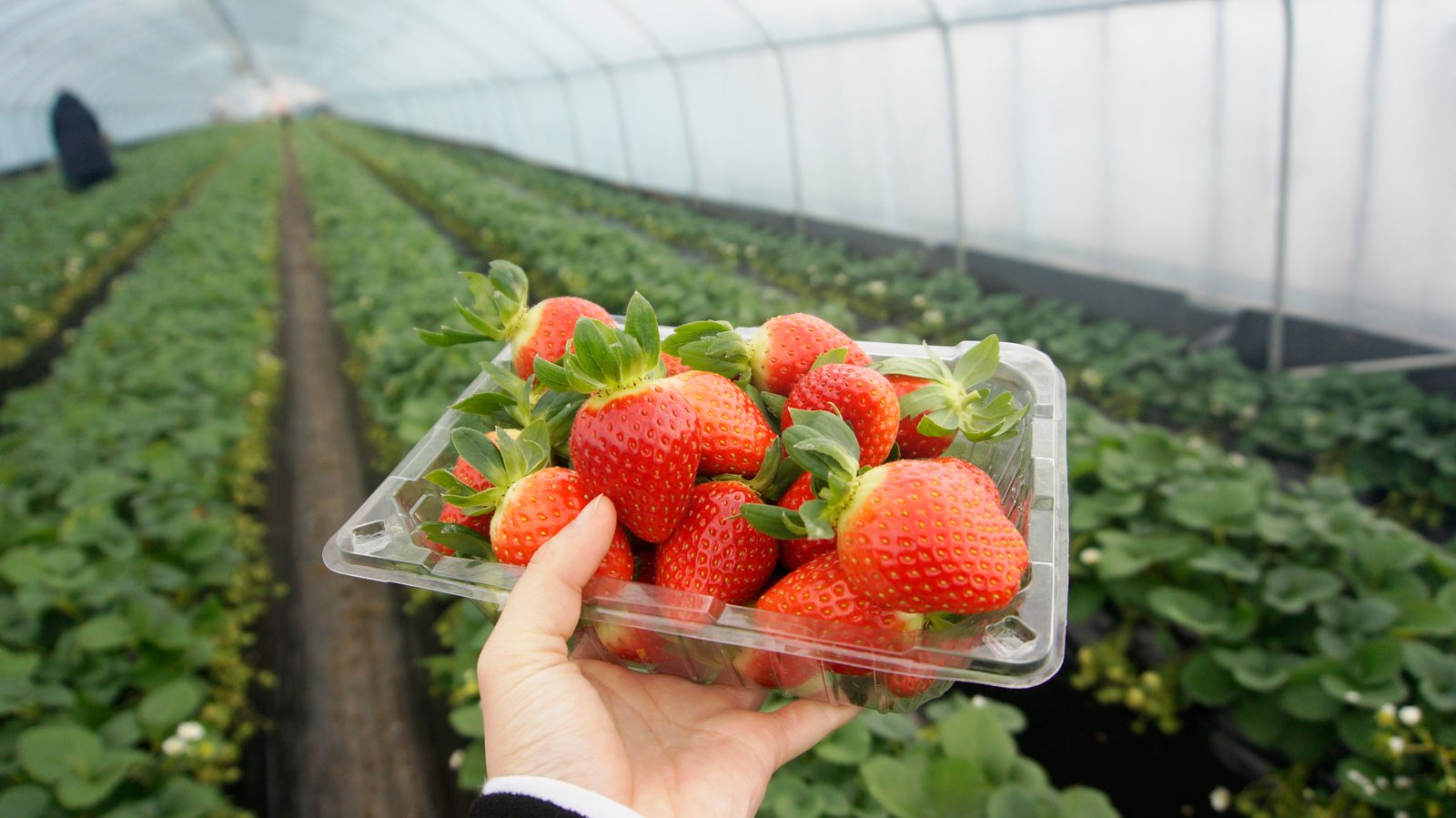 strawberry picking in korea – jen's wanderstories