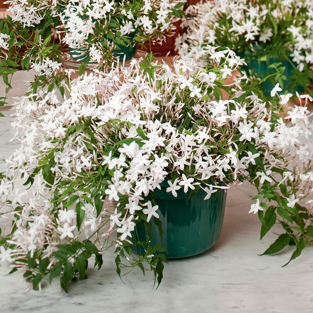 jasmine in a hanging pot